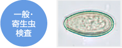 一般・寄生虫検査