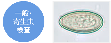 一般・寄生虫検査